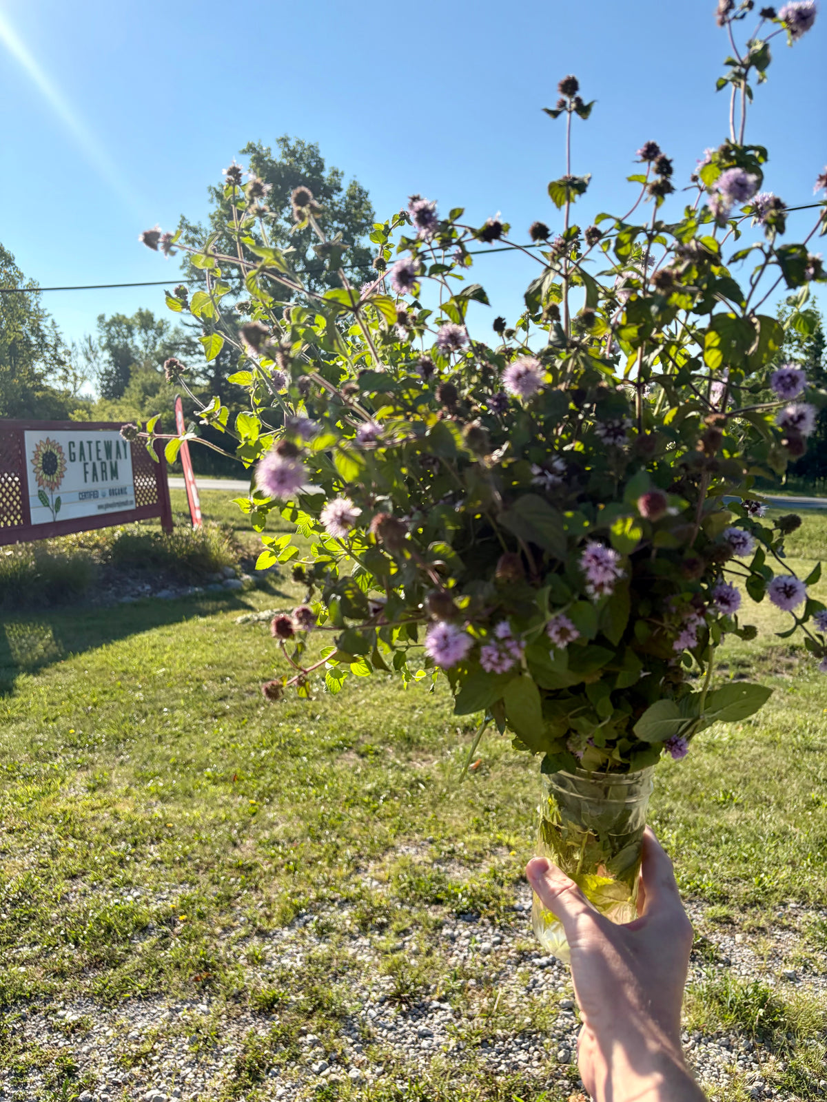A fresh harvest of organic chocolate mint from Gateway Farm for Snowjito.