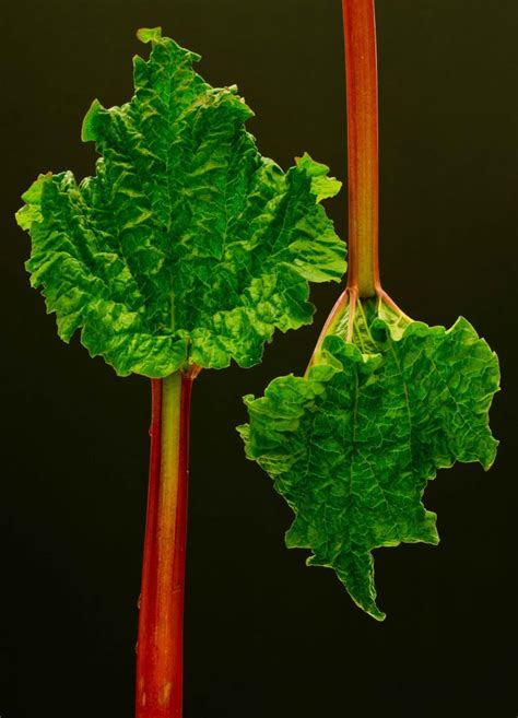 Rhubarb
